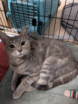Rescue American Shorthair Cats for Adoption in Montclair, New Jersey - Starburst | PetCurious