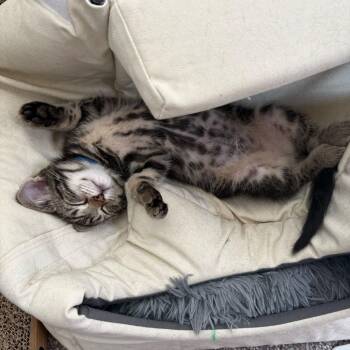 Pippin (Hobbits) -  Domestic Short Hair Cat Available for Adoption in Charlotte, North Carolina - Pippin (Hobbits) | PetCurious