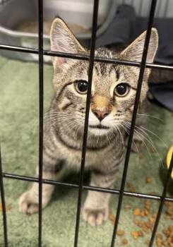 Bumper -  Domestic Short Hair Cat for Adoption in Saint Clairsville, Ohio - Bumper | PetCurious