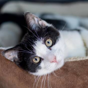 Cliff -  Domestic Short Hair Cat for Adoption - Cliff | PetCurious