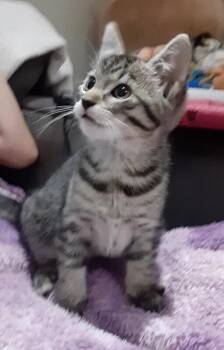 Quavo -  Domestic Short Hair Cat for Adoption in North Babylon, New York - Quavo | PetCurious