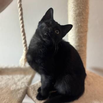 Rescue Domestic Short Hair Cats for Adoption in Morrison, Colorado - Merv Samos Millar | PetCurious
