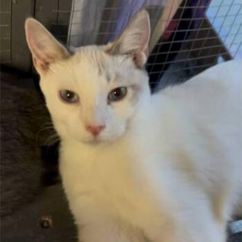 Rescue Domestic Short Hair Cats for Adoption in Antioch, California - Triscuit | PetCurious