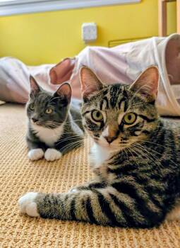 Riordin and Oisin -  Domestic Short Hair Cat for Adoption in Seattle, Washington - Riordin And Oisin | PetCurious