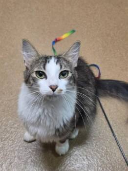 PO -  Domestic Medium Hair Cat for Adoption in St. Peters, Missouri - PO | PetCurious