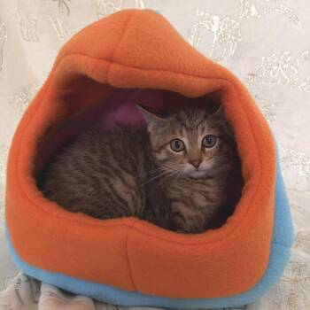 Leroy -  Domestic Short Hair Cat for Adoption in Riverwoods, Illinois - Leroy | PetCurious