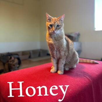 Domestic Short Hair Cats Available for Adoption - Honey | PetCurious