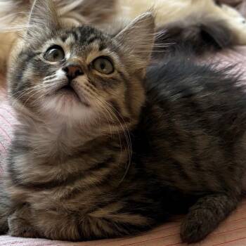 Gus Singh -  Domestic Short Hair and Tabby Cat for Adoption in Morrison, Colorado - Gus Singh | PetCurious
