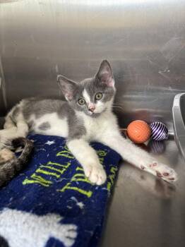 Flynn -  Domestic Short Hair Cat for Adoption in Wantagh, New York - Flynn | PetCurious