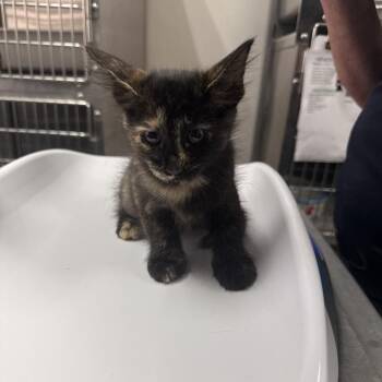 Sparrow -  Domestic Short Hair Cat for Adoption in Kanab, Utah - Sparrow | PetCurious