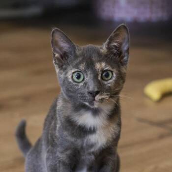 Sugar -  Domestic Short Hair Cat for Adoption in Los Angeles, California - Sugar | PetCurious