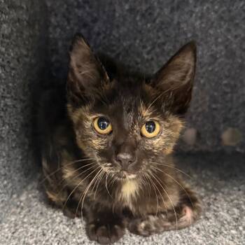 Frisco -  Domestic Short Hair Cat for Adoption in Greenville, South Carolina - Frisco | PetCurious