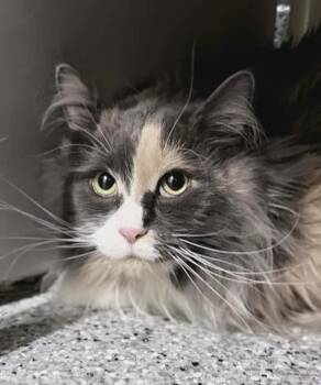 Rickie -  Maine Coon and Domestic Short Hair Cat for Adoption in Fruit Heights, Utah - Rickie | PetCurious