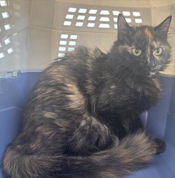 Macaroni -  Domestic Long Hair Cat for Adoption in Gorham, Maine - Macaroni | PetCurious