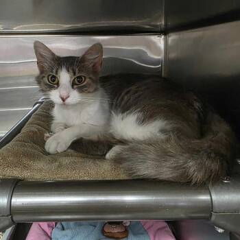 Dove -  Domestic Medium Hair Cat for Adoption in Falls Church, Virginia - Dove | PetCurious