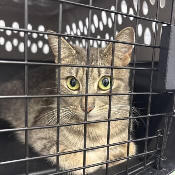 Kanooble -  Domestic Short Hair Cat for Adoption in West Palm Beach, Florida - Kanooble | PetCurious