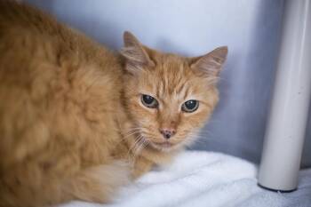 Jessie -  Domestic Long Hair and Tabby Cat for Adoption in Mountain Home, Arkansas - Jessie | PetCurious