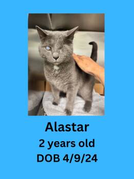 Alastar -  Domestic Short Hair Cat for Adoption in Ravenna, Ohio - Alastar | PetCurious