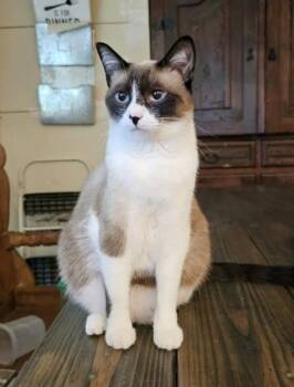 Noodle -  Snowshoe and Domestic Short Hair Cat for Adoption in Oxford, Mississippi - Noodle | PetCurious