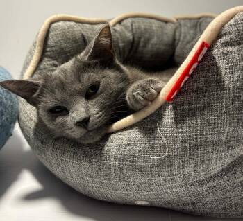 Domestic Short Hair Cats Available for Adoption in Terrebonne, Quebec - Billie | PetCurious