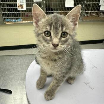 Meatball -  Domestic Short Hair Cat for Adoption in Leander, Texas - Meatball | PetCurious