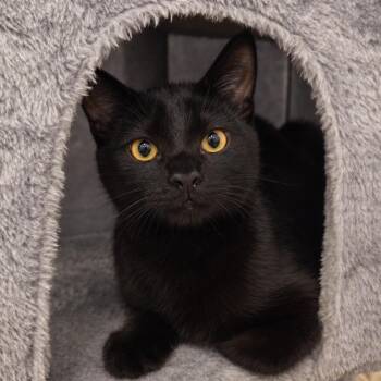 Stacy Lynn -  Domestic Short Hair Cat for Adoption in Santa Ana, California - Stacy Lynn | PetCurious