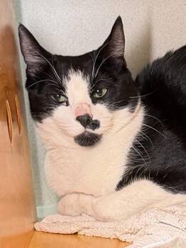 Pistachio -  Domestic Short Hair Cat for Adoption in Bellevue, Washington - Pistachio | PetCurious