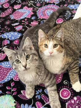 Domestic Short Hair Cats Available for Adoption in Wheaton, Illinois - Daisy | PetCurious