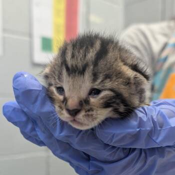 Sadie -  Domestic Short Hair Cat for Adoption in West Olive, Michigan - Sadie | PetCurious