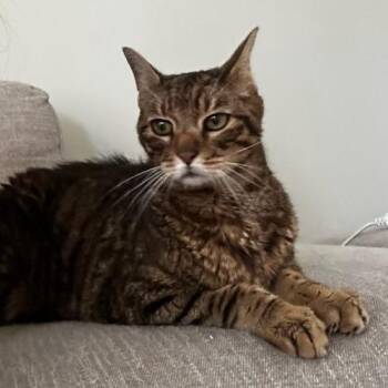 Frick -  Domestic Short Hair Cat for Adoption in Greenville, South Carolina - Frick | PetCurious