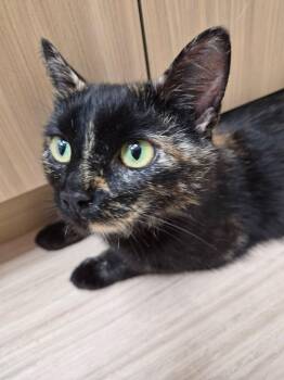 Mocha -  Domestic Short Hair Cat for Adoption in Dartmouth, Nova Scotia - Mocha | PetCurious