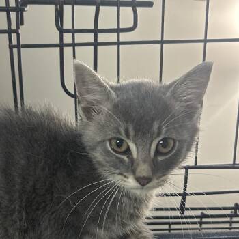 Titan -  Domestic Medium Hair Cat for Adoption in Starkville, Mississippi - Titan | PetCurious