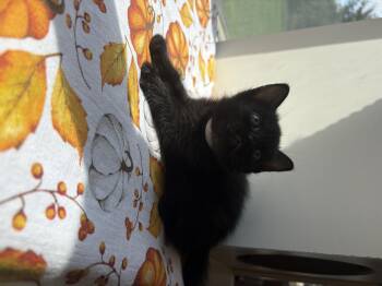 Mosaic -  Domestic Short Hair Cat for Adoption in Bethel, Ohio - Mosaic | PetCurious