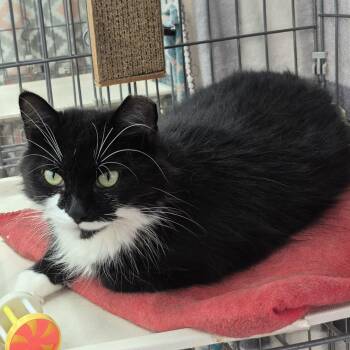 Penelope -  Domestic Medium Hair Cat for Adoption in Raritan, New Jersey - Penelope | PetCurious
