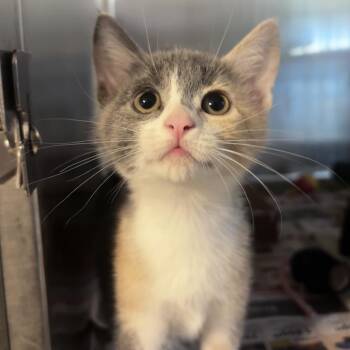 Banana Bread -  Domestic Short Hair Cat for Adoption in Belleville, Illinois - Banana Bread | PetCurious