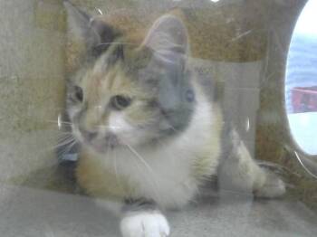 Domestic Short Hair Cats Available for Adoption in Loveland, Colorado - CLARISSA | PetCurious