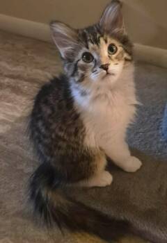 Elijah -  Tabby and Domestic Long Hair Cat for Adoption in Greensburg, Pennsylvania - Elijah | PetCurious