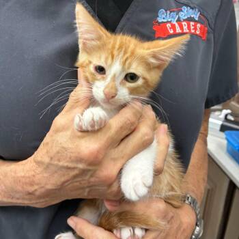 Thai -  Domestic Short Hair Cat for Adoption in Folsom, Louisiana - Thai | PetCurious