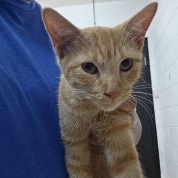 Bree -  Domestic Short Hair Cat for Adoption in Ardmore, Oklahoma - Bree | PetCurious