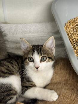 Niamh -  Domestic Short Hair Cat for Adoption in Fort Walton Beach, Florida - Niamh | PetCurious