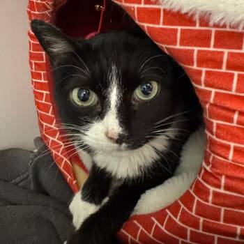 Sugar Bean -  Domestic Short Hair Cat for Adoption in Peoria, Illinois - Sugar Bean | PetCurious