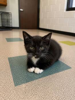 Wally -  Domestic Short Hair Cat for Adoption in Gallatin, Tennessee - Wally | PetCurious