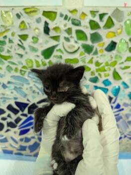 Rescue Domestic Short Hair Cats for Adoption in Pensacola, Florida - GREEN BEAN CASSEROLE | PetCurious