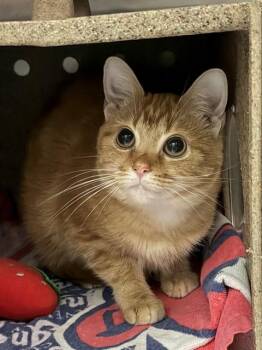 PUDDY -  Domestic Short Hair Cat for Adoption in Louisville, Kentucky - PUDDY | PetCurious