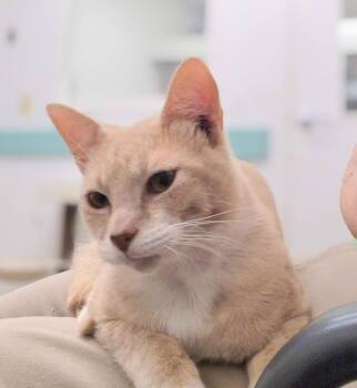 Jesse -  Domestic Short Hair Cat for Adoption in South Bend, Indiana - Jesse | PetCurious