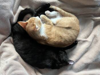 Snap Dragon and Plankton -  Domestic Short Hair Cat for Adoption in Wellesley, Massachusetts - Snap Dragon And Plankton | PetCurious