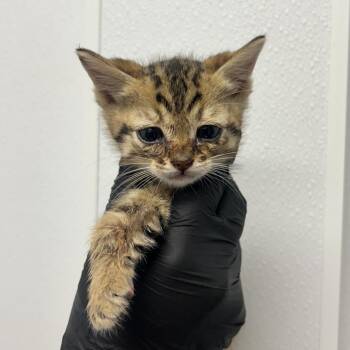 Hoth -  Domestic Short Hair Cat Available for Adoption in Abilene, Texas - Hoth | PetCurious