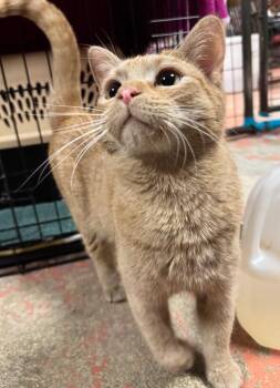 Domestic Short Hair Cats Available for Adoption in Olean, New York - Scorch | PetCurious