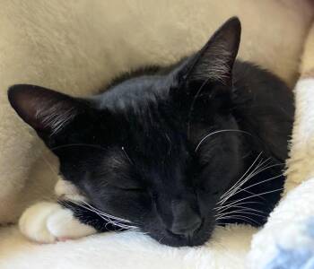 Bella - cuddly companion -  Tuxedo and Domestic Short Hair Cat Available for Adoption in San Luis Obispo, California - Bella - Cuddly Companion | PetCurious