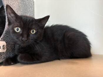 CRAIG -  Domestic Short Hair Cat for Adoption in Colorado Springs, Colorado - CRAIG | PetCurious